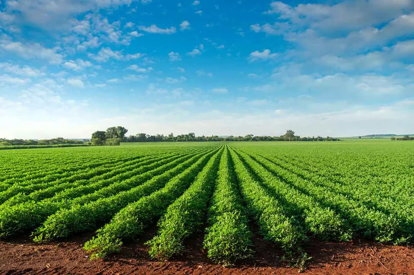 Plantación de maní